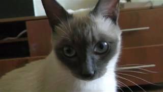 Cat with Blue Eyes at the window by CAT for ALL 27 views 3 years ago 2 minutes, 34 seconds