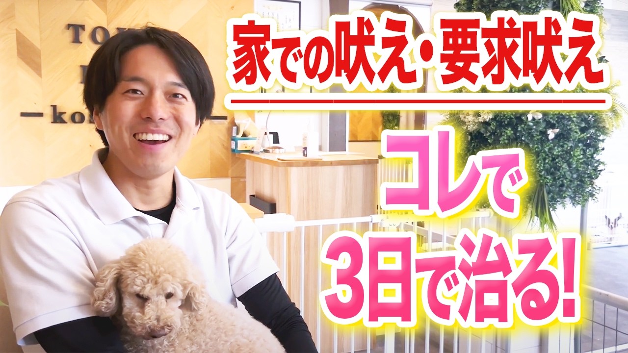 【犬しつけ】犬の要求吠えはコレで治ります。【ドッグトレーナー解説】