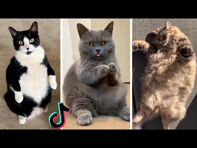 Chonky Cats Compilation ~ Funny Chubby Cats ~ Try Not to Laugh! class=