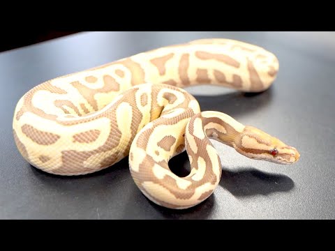 趣味・スポーツ・実用 PERFECT BALL PYTHON 趣味・スポーツ