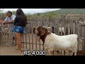 FEIRA DE CAPRINOS🐐E OVINOS🐑NO JERIMUM TAQUARITINGA DO NORTE PE 28/02/2021@Lugares que eu ando