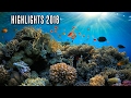 Tierische tauchhighlights 2016  musikfr tauchen und freizeit   abgetaucht