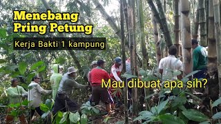 PROSES MENEBANG BAMBU PETUNG | Proses Membuat Usuk dari Pring Petung #pringpetung