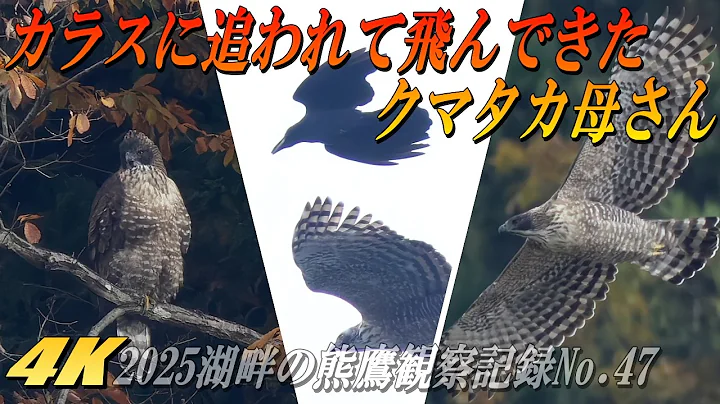 [A Mountain Hawk-Eagle Flying in, Chased by a Crow] A Male, Female, and a Mysterious Adult Bird F...