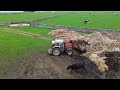 MUCK IS MADE FOR STACKING | COWS GRAZING FRESH FIELDS | MOVING CALVES
