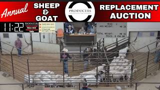 10th Annual Special Sheep &amp; Goat Replacement Sale: Producers Livestock Auction Company | 3/21/2026