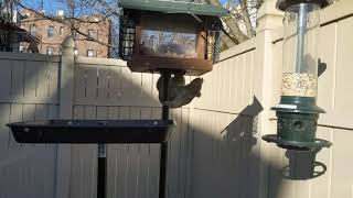 Crafty Squirrel Learns a Painful Lesson