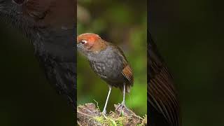 A beautiful bird, but I don't know its name 😂