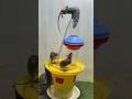 Best mouse trap idea/good rat trap at home #rat #rattrap #mousetrap #trap #shor