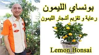 طريقة عمل بونساي الليمون, تقزيم شجرة الليمون (الجزء الثاني)