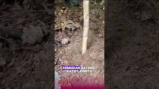 Hanya dengan 2 Batang Kayu!? Cara Cepat Mengumpulkan Cacing!