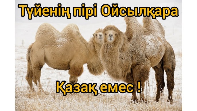 Бір гей жігіт ұйықтап жатқанда бір жігітті жаттықтырды