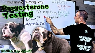 Breeding Dogs: The RAW truth! Progesterone testing explained! Right & Wrong way to breed bulldogs.