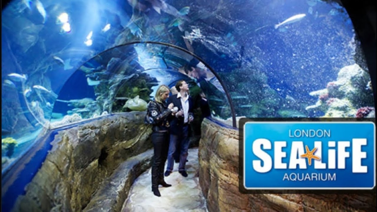 Отзыв sea life. Аквариум Sea Life.Лондон tickets. Лондонский океанариум. Лондонский аквариум в Лондоне. Лондонский зоопарк аквариум.