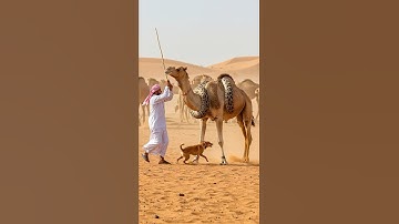 Dog and Owner Rush to Save Camel from Giant Snake