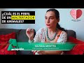 El perfil de un maltratador de animales | Silvana Arditto