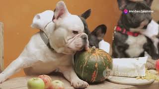 Pet Industry Trends 2024-2025: WHAT YOU NEED TO KNOW