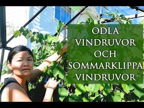 Video: Hur Man Odlar Druvor Från Frön