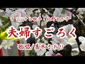 夫婦すごろく(北野まち子さん)唄 真木さおり
