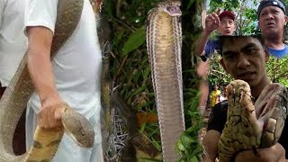 MAS MABAGSIK NA JUMBO KING COBRA PART 2