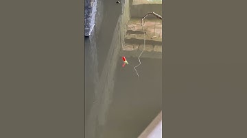 Câu cá lại lên em mè vinh.. #cauca #fishing