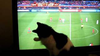 My Cat Plays World Cup Soccer