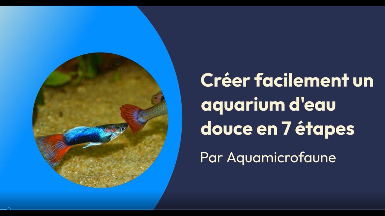 Créer facilement un aquarium d'eau douce en 7 étapes - YouTube