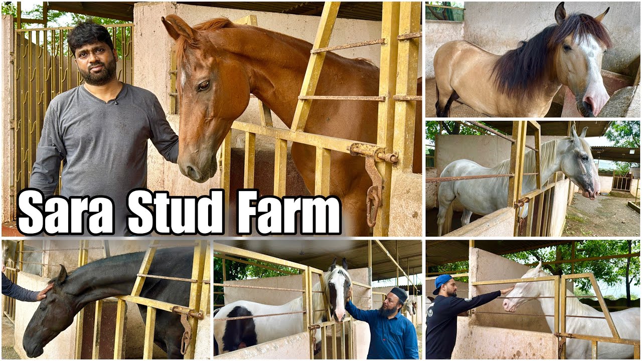 Sara Stud Farm (Mahapoli) Full Farm Tour | Kathiawari & Marwari Horses 