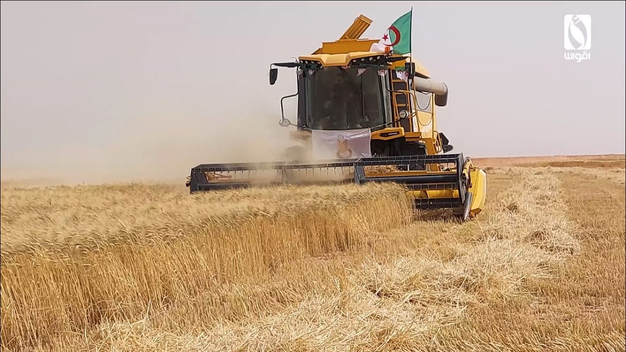 جودي سيد احمد يرفع التحدي لإنتاج الحبوب تحت الرش المحوري برقان ولاية أدرار