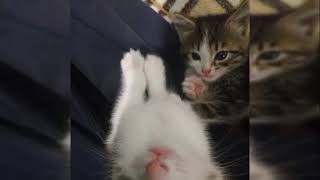 Crane  Nauseous Prod Crane