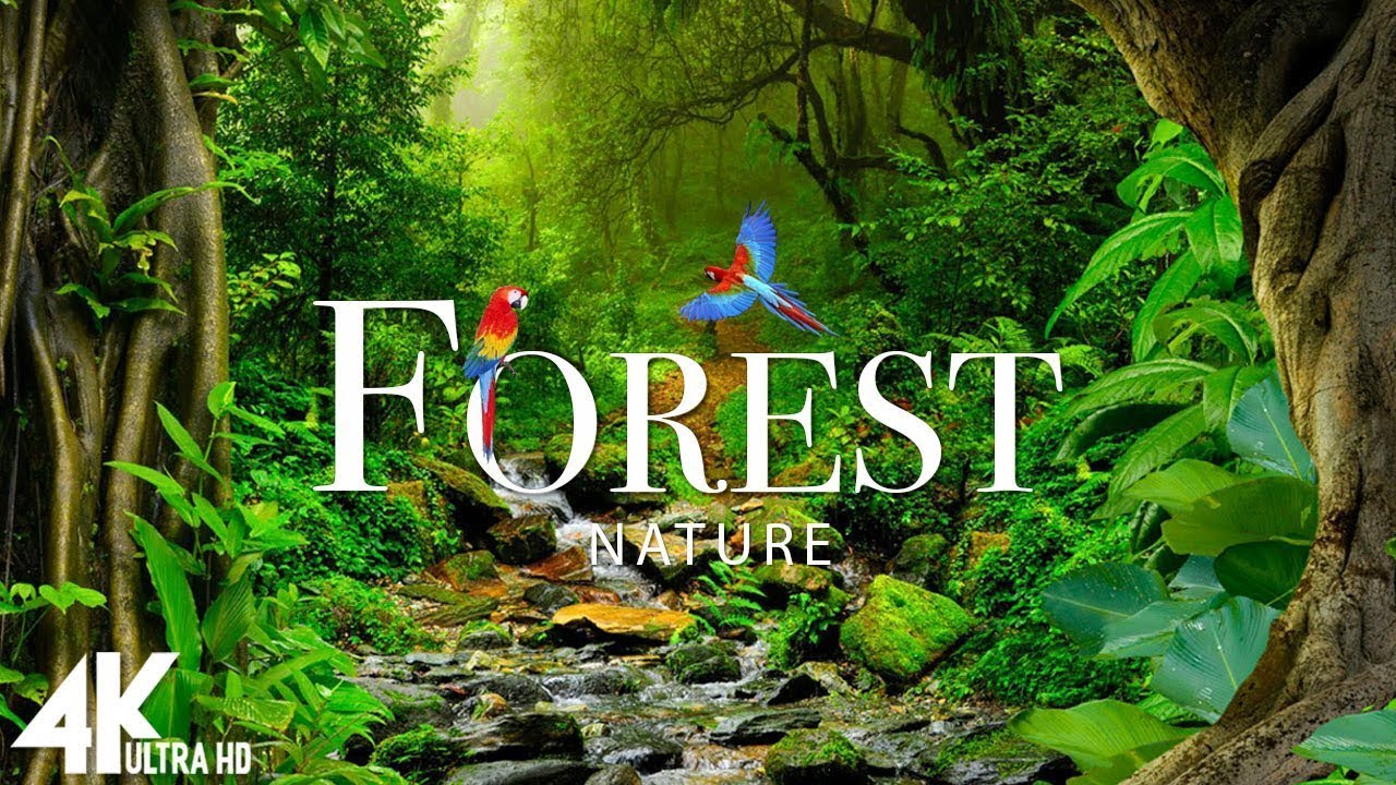 Serenity in Nature: Guided Meditation with Forest Scenery - YouTube