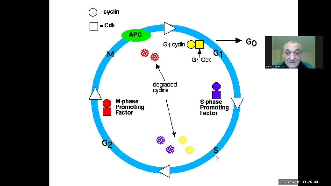 34 cell cycle 3