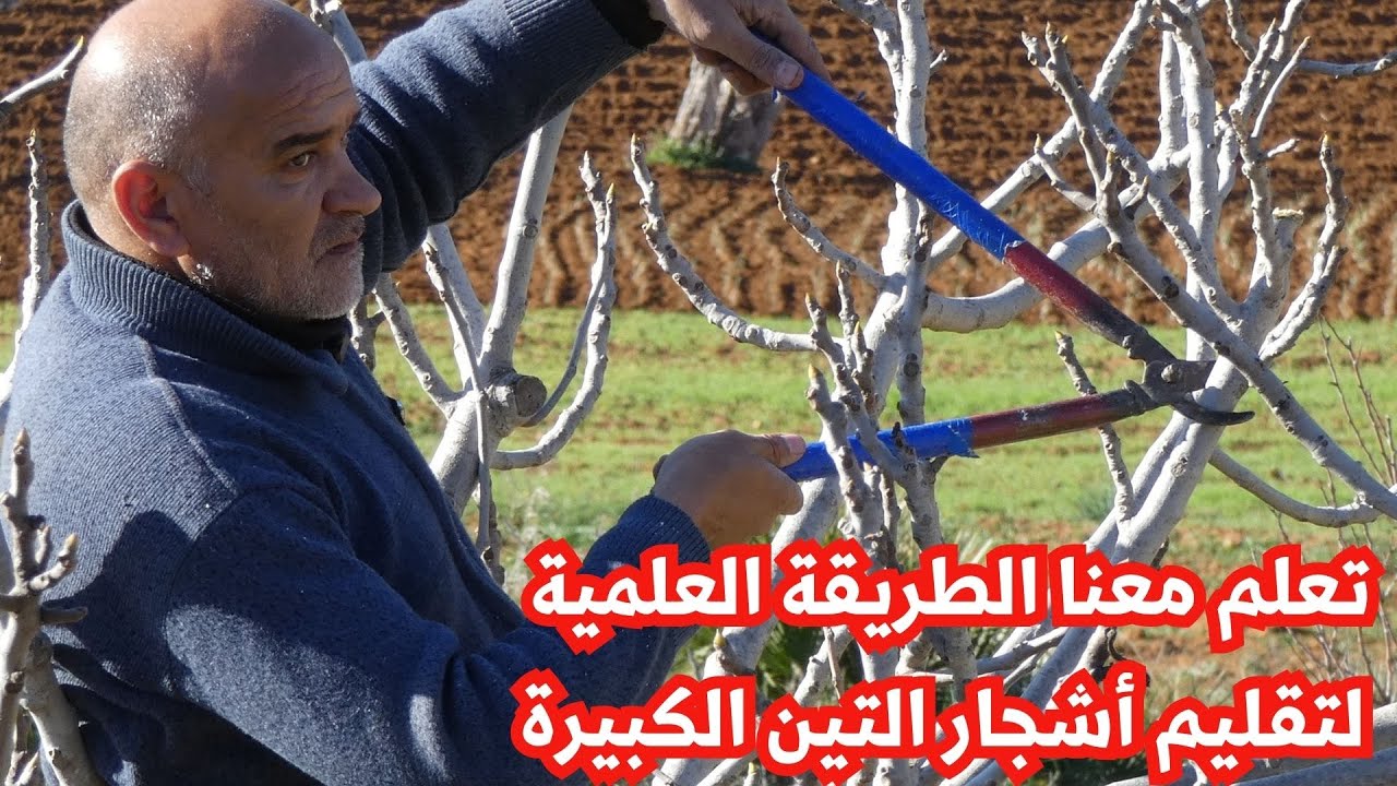 تعلم معنا الطريقة العلمية  لتقليم أشجار التين الكبيرة وتحسين شكلها وجودة ثمارها.pruning a fig tree