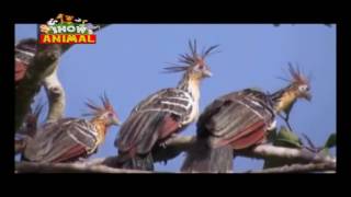 BLOQUE Nº 01 PROGRAMA Nº 235 SHOW ANIMAL 01 04 2017