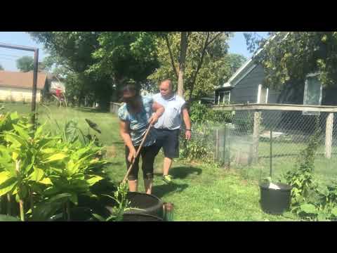Video: Comfrey cog zaub mov - Siv Comfrey Ua Fertilizer