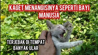 Di Luar Dugaan Anak Kucing YangTerjebak Di SemakSemak Banyak Ularnya Ternyata Kembang Telon..!