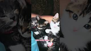 Lovely kitten