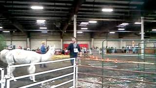 BigE 2012 Llama Show at the Mallary  Building West Springfield, Massachusetts 092912133955.3gp