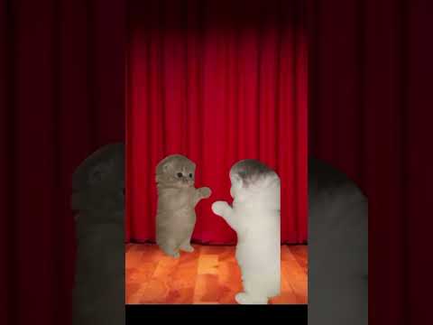 Gatos muy tuff #videos #shorts #shortvideo #short #gatos #cats #dance #baile #cute #cutecat #xd #ola