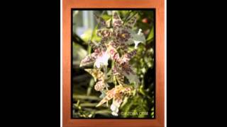 The Shadows - Blue Shadow