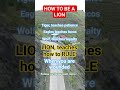 How to be a lion minded #lion #lions #mindset #mindfulness #mentalstrength #mentalperformance