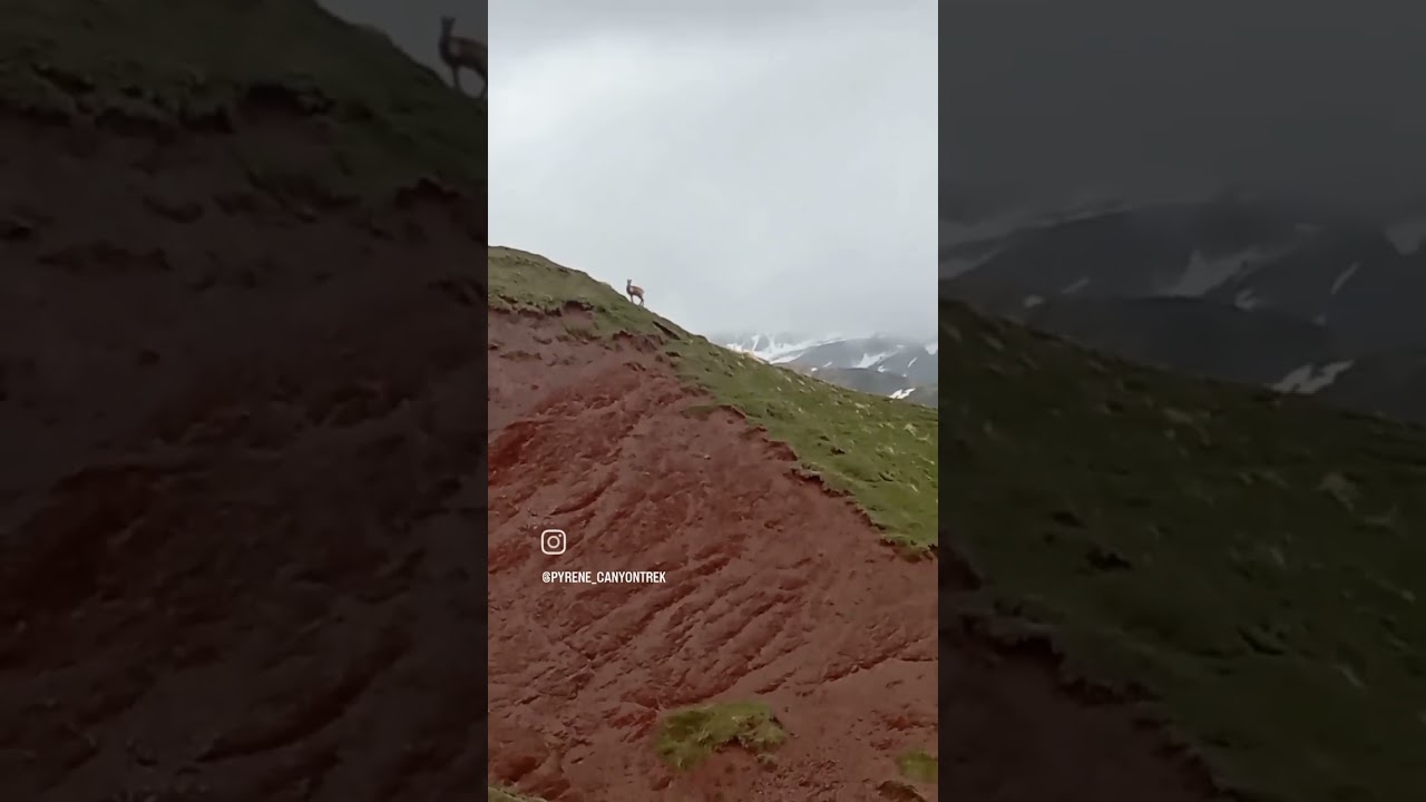 festival des isard et sarrios