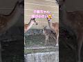 小顔‼️顔が小さい子鹿ちゃん。　#shorts #子鹿 #奈良公園 #fawn #narapark