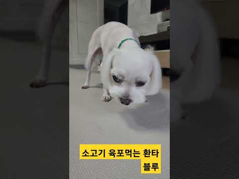 #Shorts 소고기 <strong>육포</strong> 먹는 말티즈 환타 블루