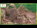 水揚げ量は過去10年で最多 噴火湾の毛ガニ漁はじまる 濃厚なカニみそたっぷり…長万部漁港