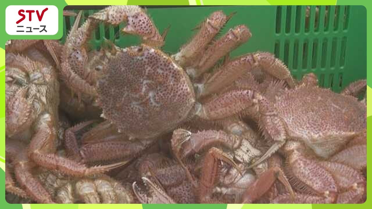 水揚げ量は過去10年で最多 噴火湾の毛ガニ漁はじまる 濃厚なカニみそ