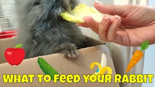 Food for rabbits  What do Lionhead bunnies eat? Find out...