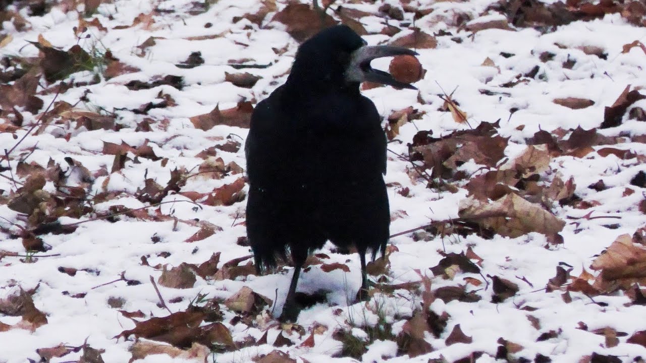 Gawron i twardy orzech