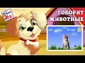 Говорят животные (голоса животных). Хит интернета по-новому! / Talking animals cartoon. Наше всё!