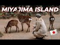 MIYAJIMA ISLAND in a day with lots of deer! - Hiroshima Japan